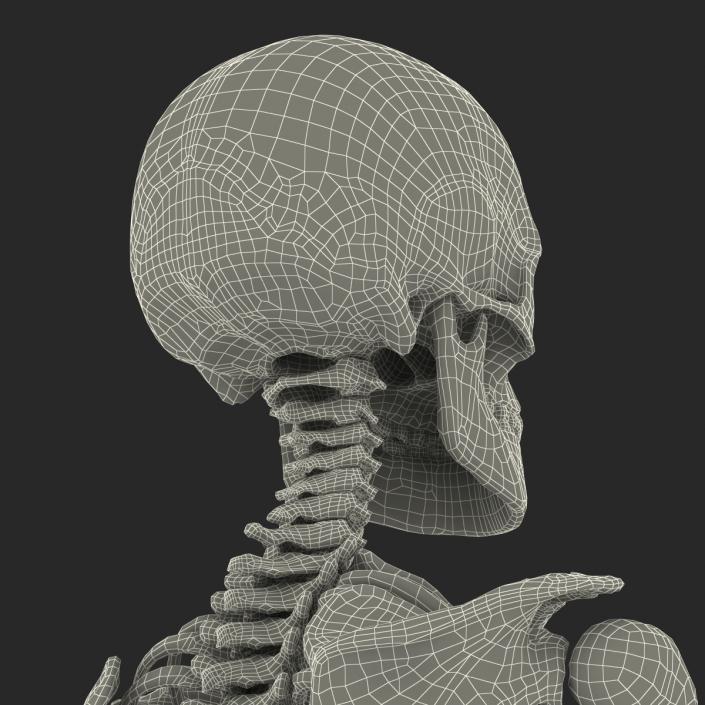 3D Human Male Skeleton Pose 2