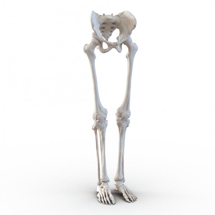 3D model Human Male Lower Body Skeleton