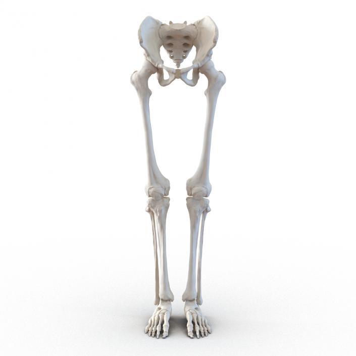 3D model Human Male Lower Body Skeleton