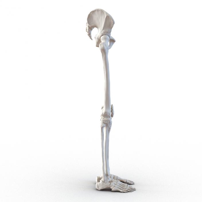 3D model Human Male Lower Body Skeleton