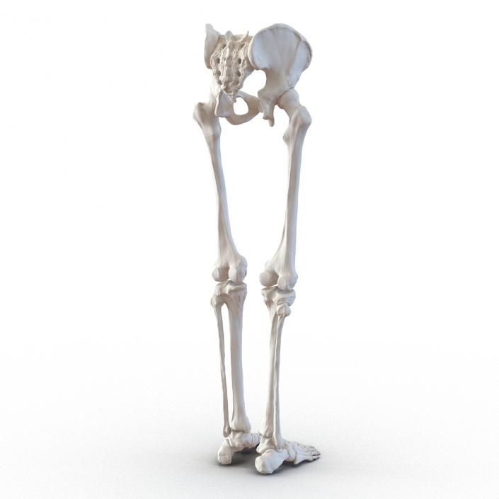 3D model Human Male Lower Body Skeleton