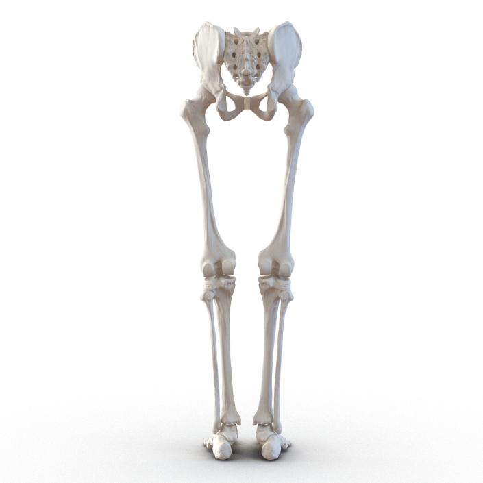 3D model Human Male Lower Body Skeleton