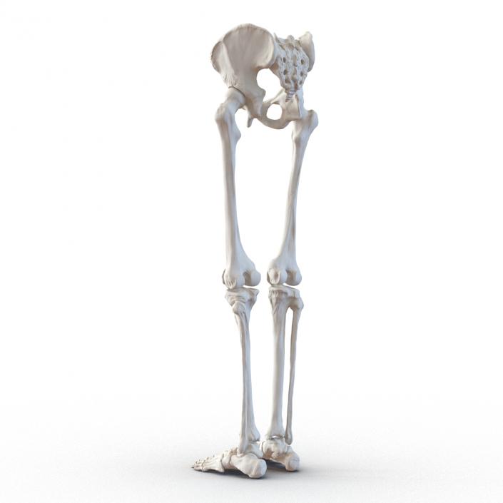 3D model Human Male Lower Body Skeleton