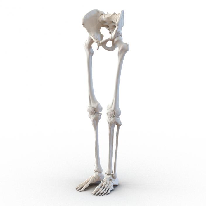 3D model Human Male Lower Body Skeleton