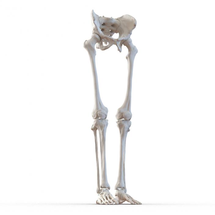 3D model Human Male Lower Body Skeleton