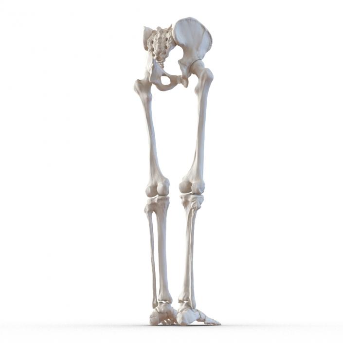 3D model Human Male Lower Body Skeleton