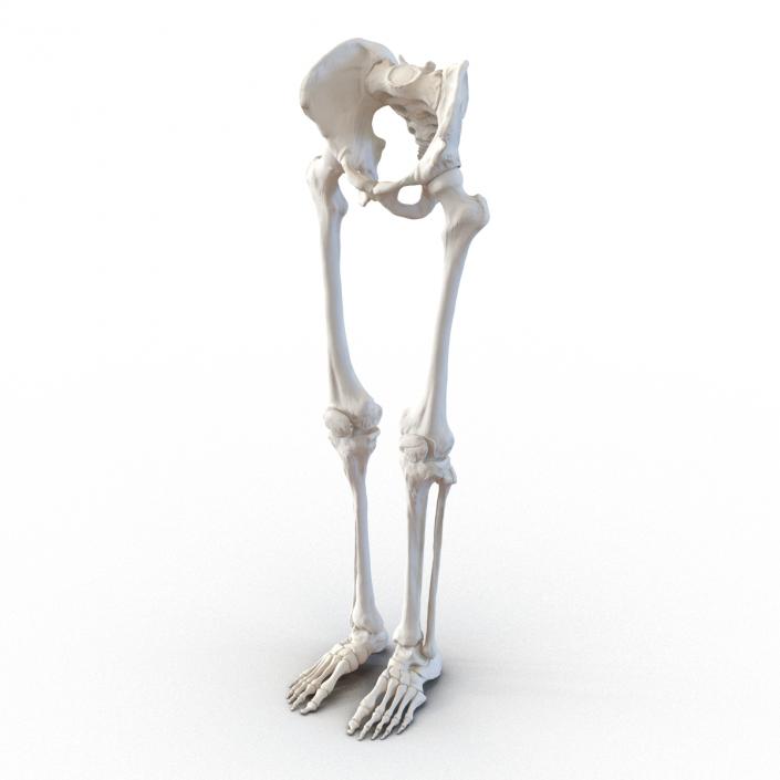 3D model Human Male Lower Body Skeleton