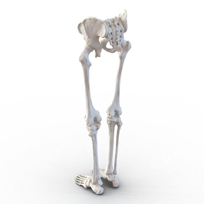 3D model Human Male Lower Body Skeleton