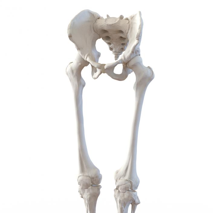 3D model Human Male Lower Body Skeleton