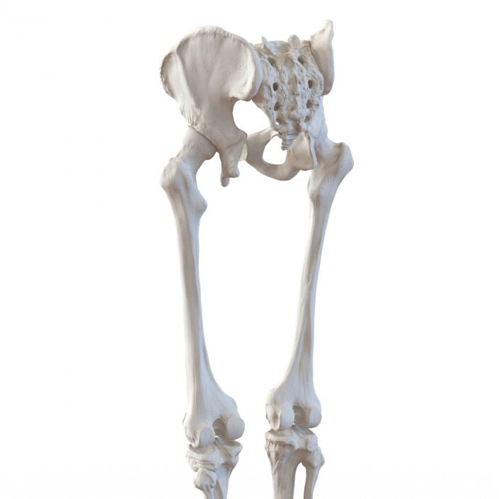 3D model Human Male Lower Body Skeleton