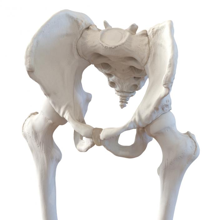 3D model Human Male Lower Body Skeleton