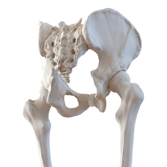 3D model Human Male Lower Body Skeleton