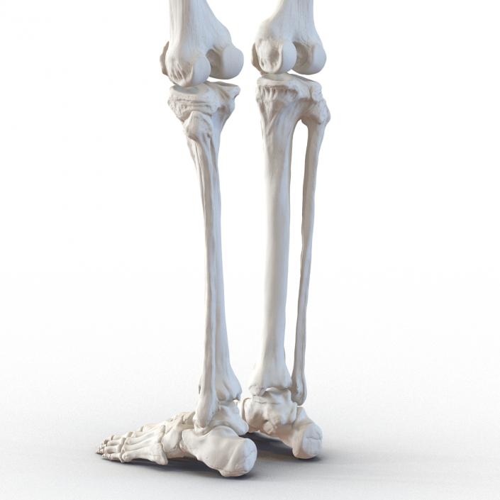 3D model Human Male Lower Body Skeleton