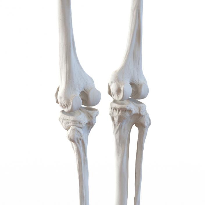 3D model Human Male Lower Body Skeleton