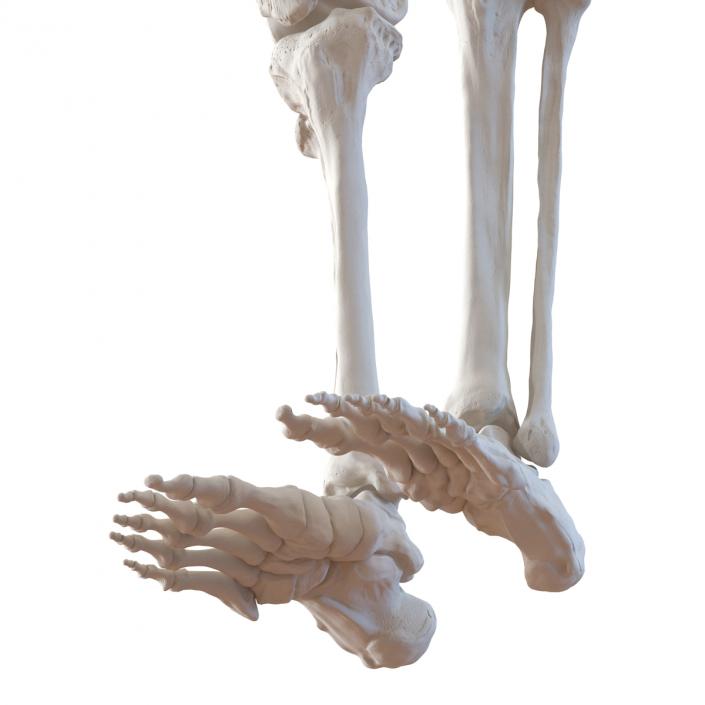 3D model Human Male Lower Body Skeleton