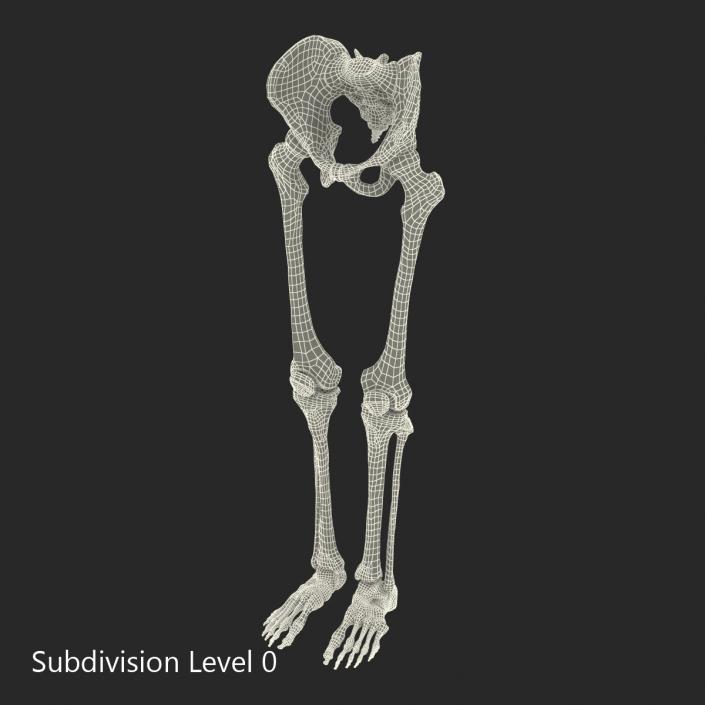 3D model Human Male Lower Body Skeleton