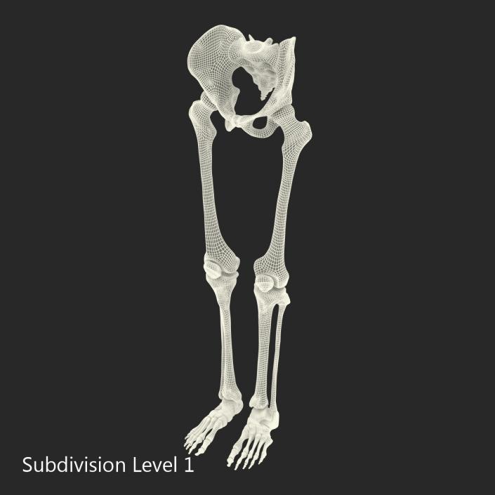 3D model Human Male Lower Body Skeleton