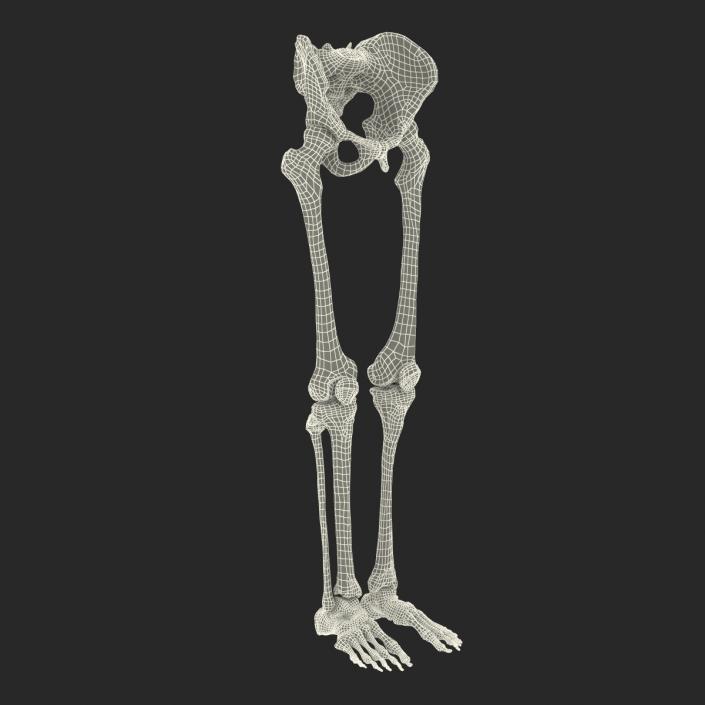 3D model Human Male Lower Body Skeleton