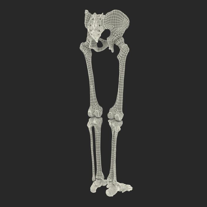 3D model Human Male Lower Body Skeleton