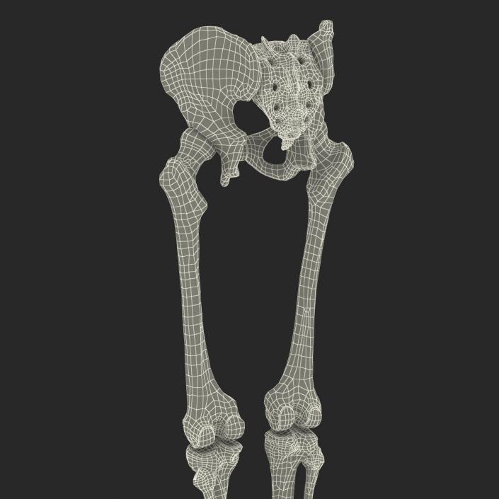 3D model Human Male Lower Body Skeleton