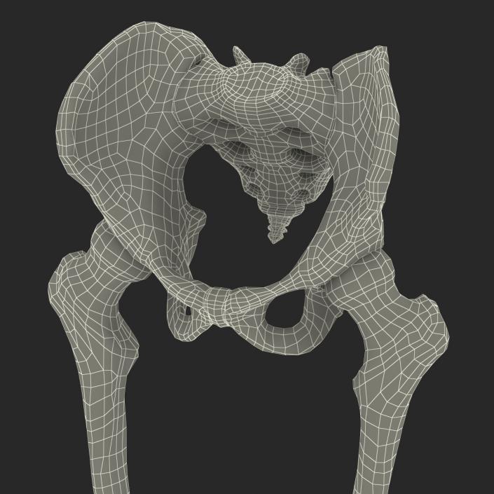 3D model Human Male Lower Body Skeleton