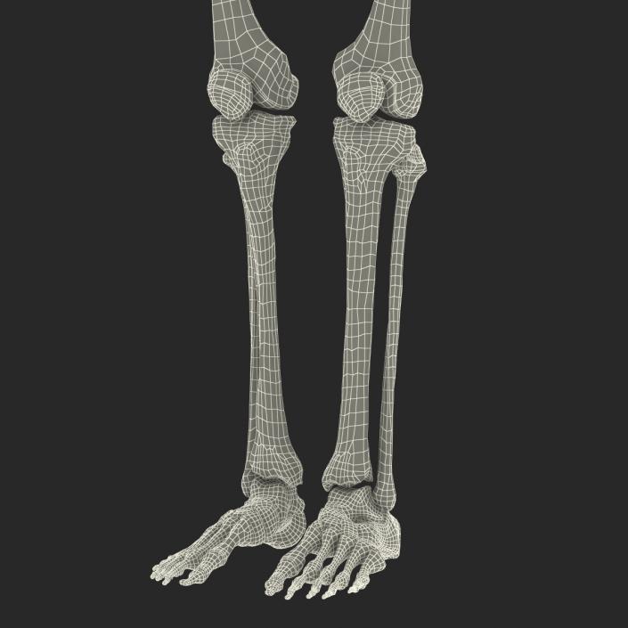 3D model Human Male Lower Body Skeleton