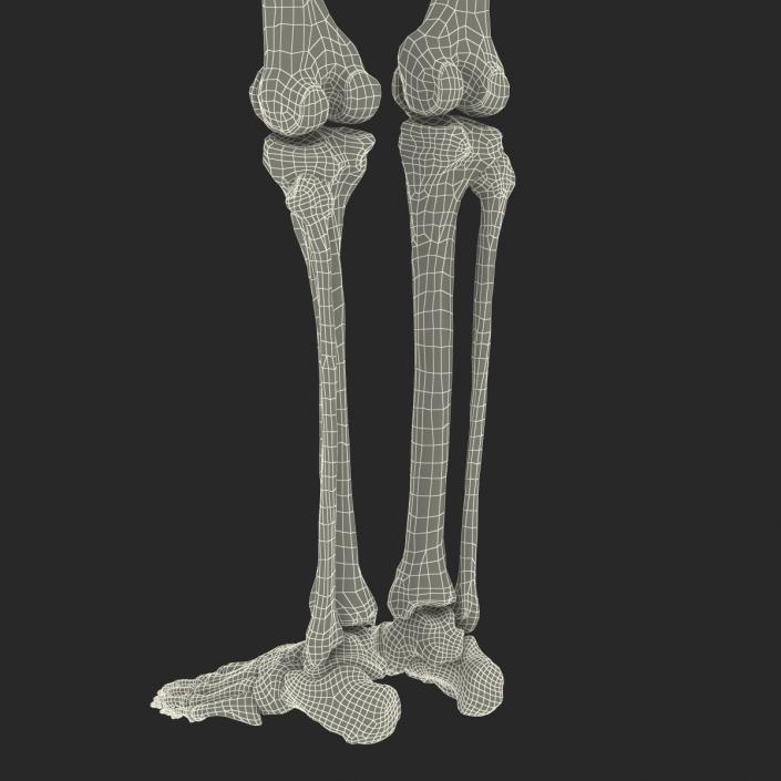 3D model Human Male Lower Body Skeleton