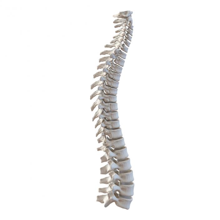 3D Spinal Cord