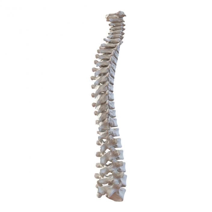 3D Spinal Cord