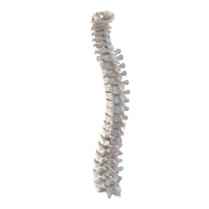 3D Spinal Cord