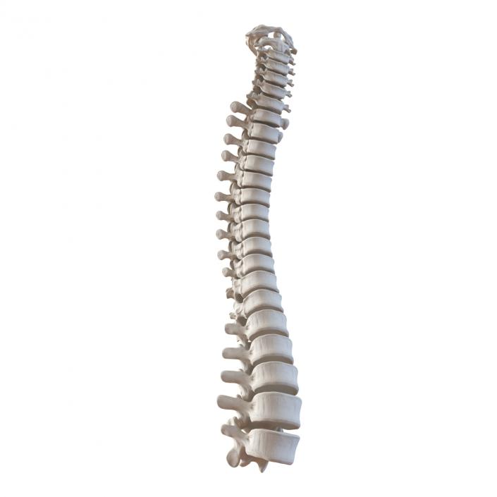 3D Spinal Cord