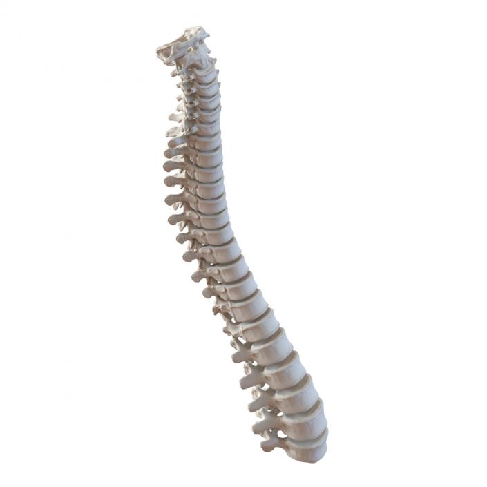 3D Spinal Cord