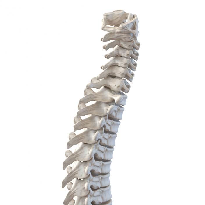 3D Spinal Cord