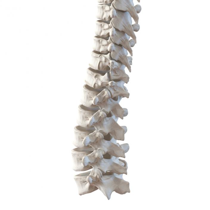 3D Spinal Cord