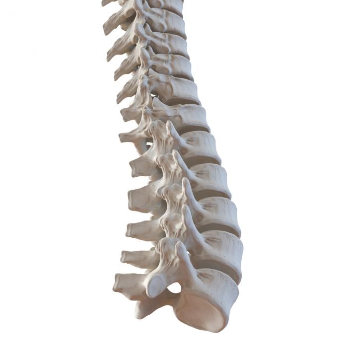 3D Spinal Cord