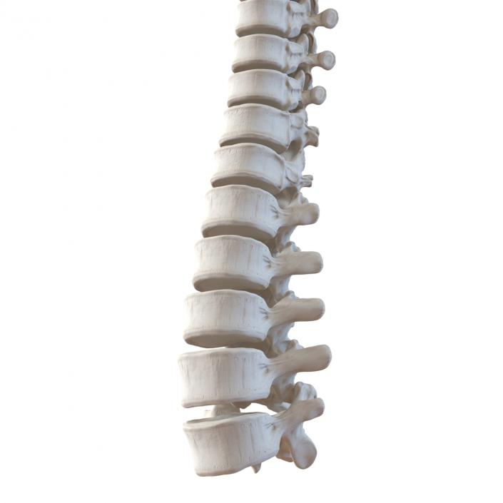 3D Spinal Cord