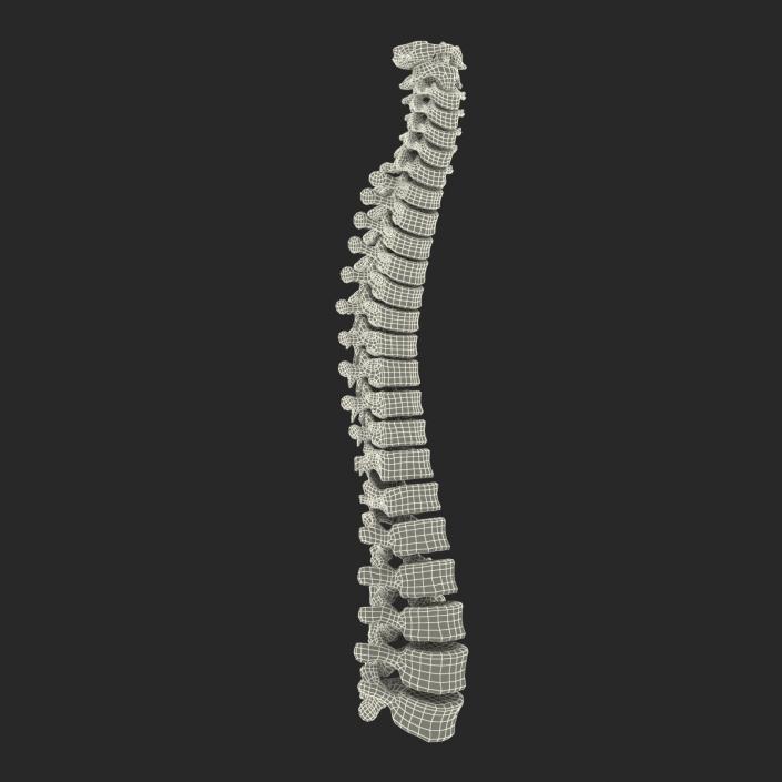 3D Spinal Cord