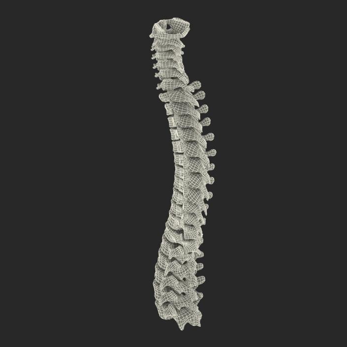 3D Spinal Cord