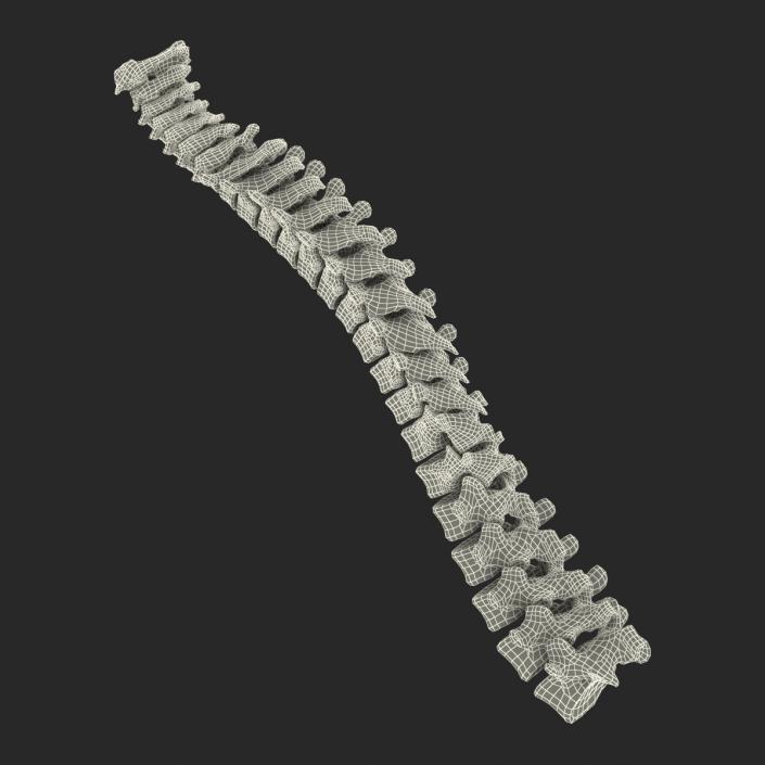 3D Spinal Cord