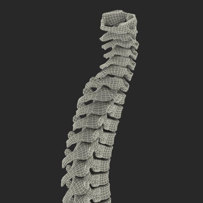 3D Spinal Cord