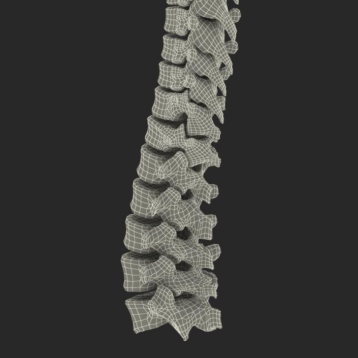 3D Spinal Cord