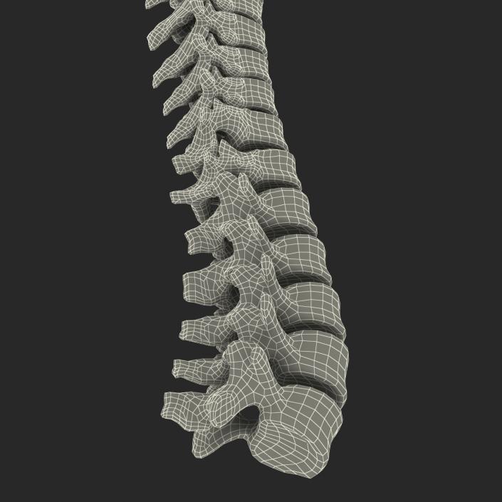 3D Spinal Cord