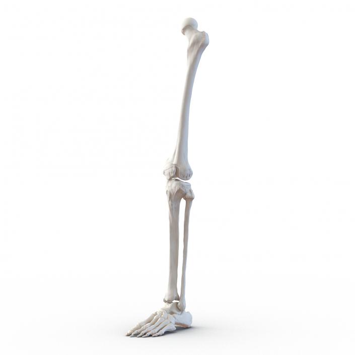 3D model Human Leg Bones