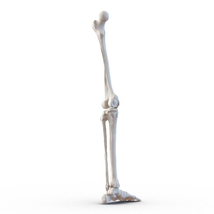 3D model Human Leg Bones