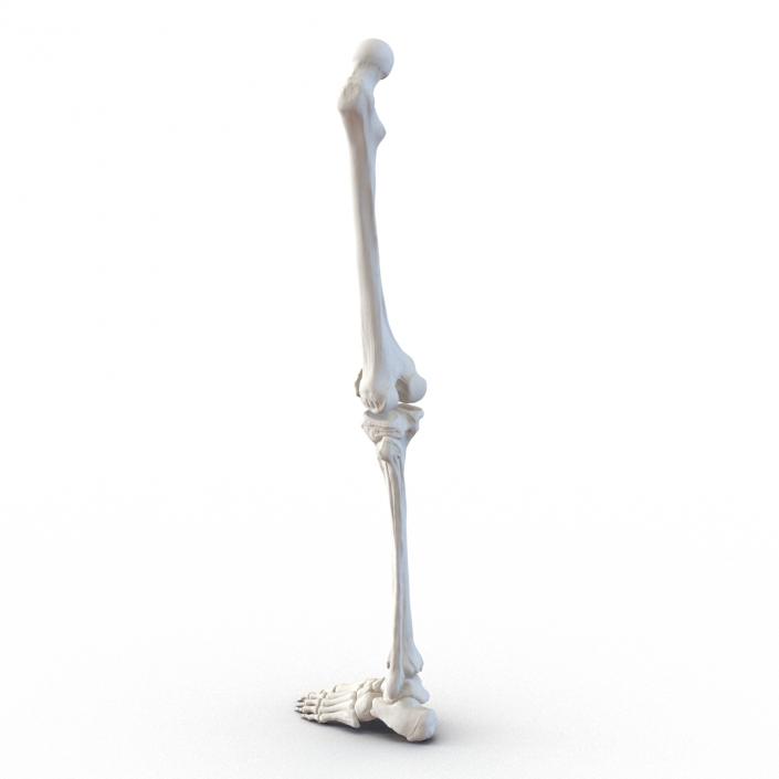 3D model Human Leg Bones