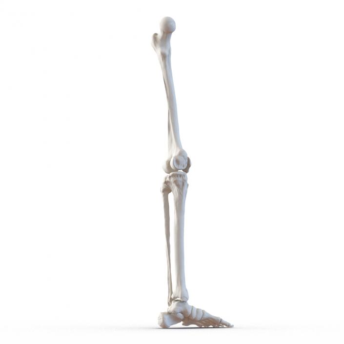 3D model Human Leg Bones