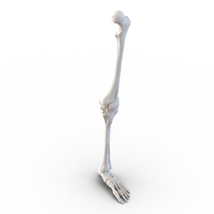 3D model Human Leg Bones