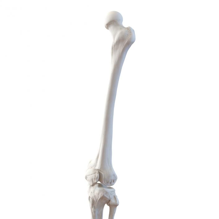 3D model Human Leg Bones