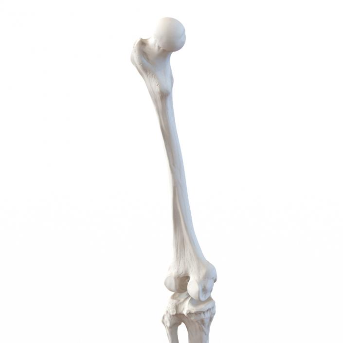 3D model Human Leg Bones