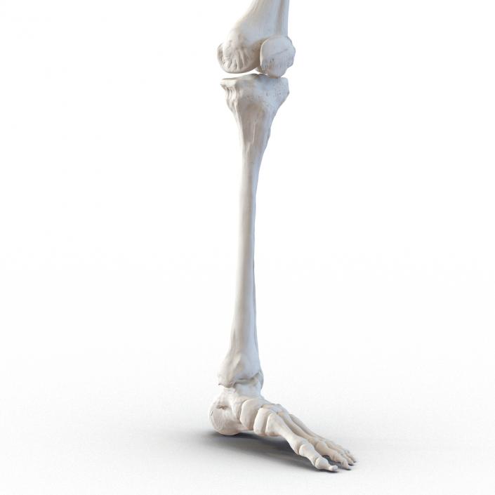 3D model Human Leg Bones